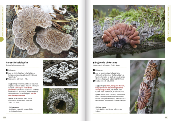 Book “The Great Latvian Mushroom Book” - Image 6