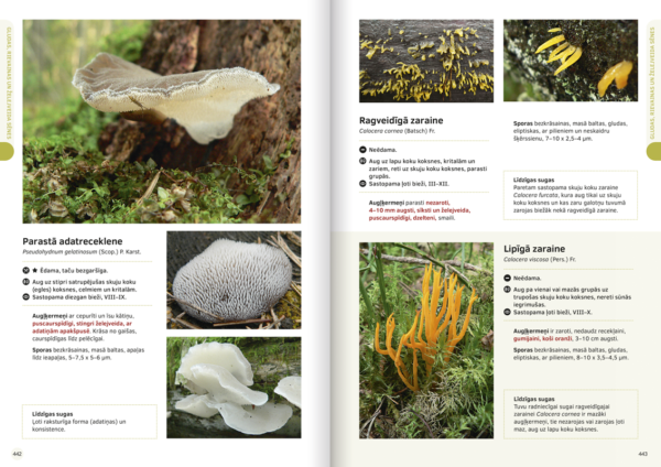 Book “The Great Latvian Mushroom Book” - Image 7