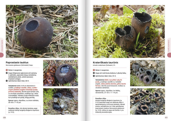 The Great Lithuanian Mushroom Book (Lithuanian language) - Image 3
