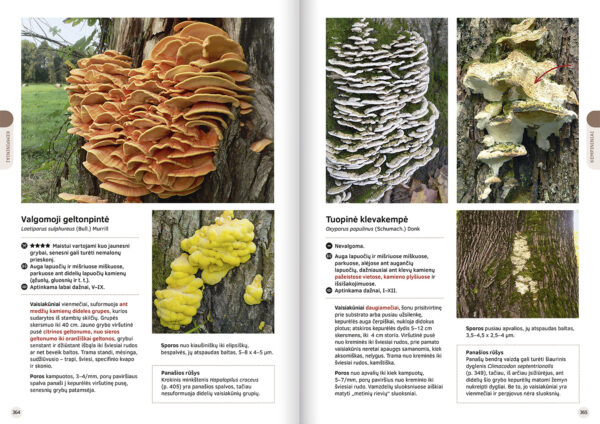 The Great Lithuanian Mushroom Book (Lithuanian language) - Image 4