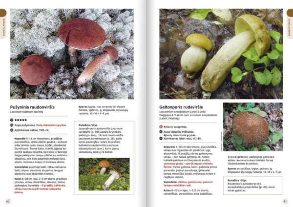 The Great Lithuanian Mushroom Book (Lithuanian language) - Image 5