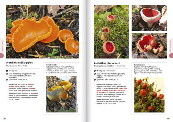 The Great Lithuanian Mushroom Book (Lithuanian language) - Image 6