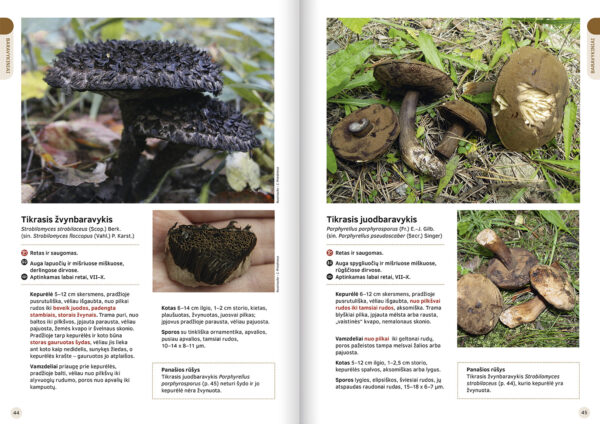 The Great Lithuanian Mushroom Book (Lithuanian language) - Image 7